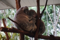 Koalas sleeping